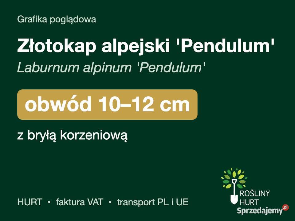 Złotokap alpejski Pendulum obwód 1012 z bryłą wielkopolskie