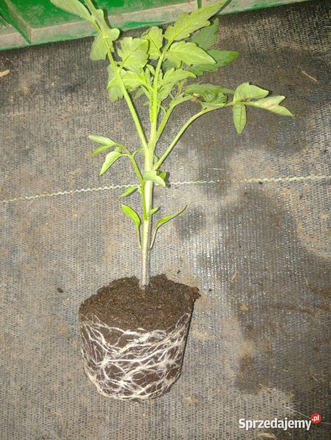 Sadzonki pomidorów Bielsko-Biała