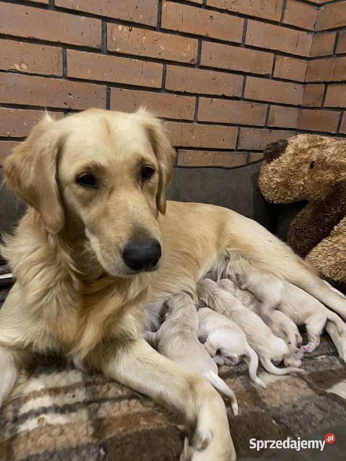 Golden Retriever Brzostowo