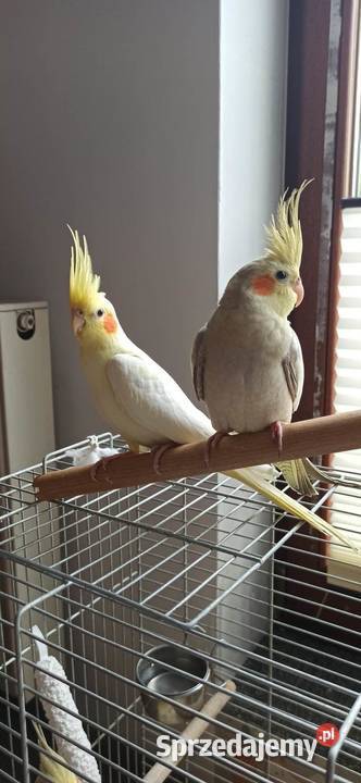 Oswojona papuga nimfa 100 Kraków