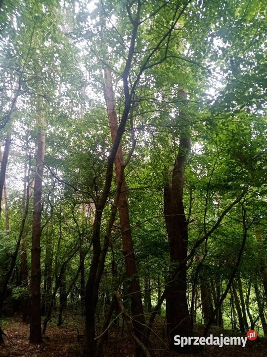 Las sosnowy Łuszczów Lublin
