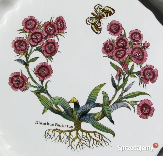 Botanica Goździk brodaty Żaroodporna forma do Koszalin