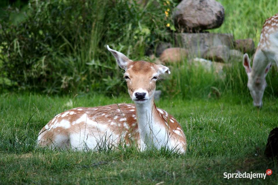 Olympus Stylus 1 12 Mpix f28 107 x zoom opt RAW sprzedam