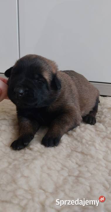 Rezerwacja pieska owczarka belgijskiego Malinois Wójtostwo