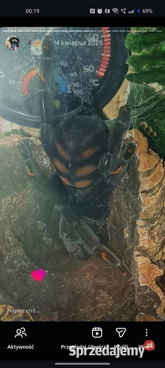 Likwidacja hodowli ptaszniki i skorpiony dolnośląskie Wrocław