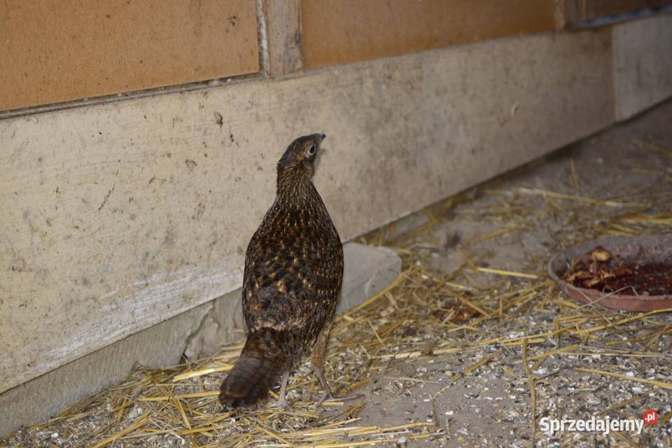 Bażanty tragopany satyry Rzeszów