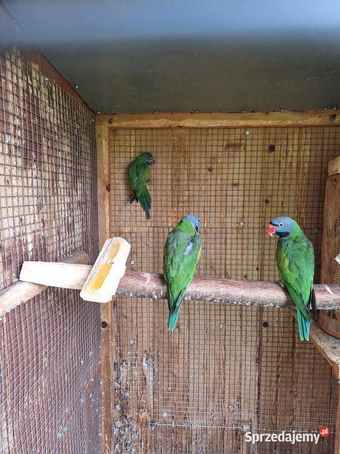 Alexandreta chinska Krzyżanowice