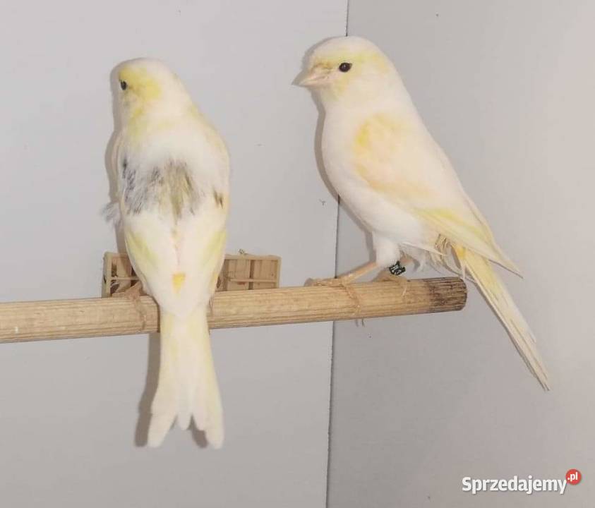 Samciec zielony 2019 samice 2020 Zwierzęta Pustków-Osiedle