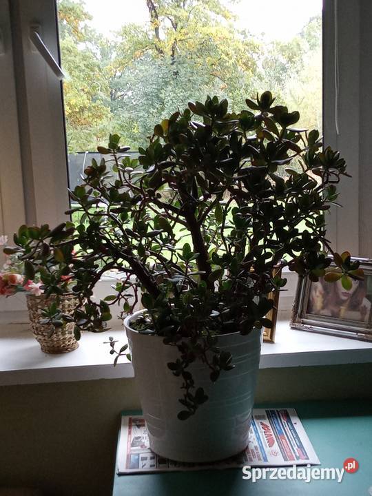 Drzewko Szczęścia Środa Śląska sprzedam