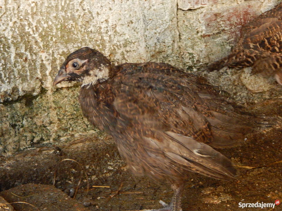 Bażantbażanty kiściecsrebrnełowne Mirsk