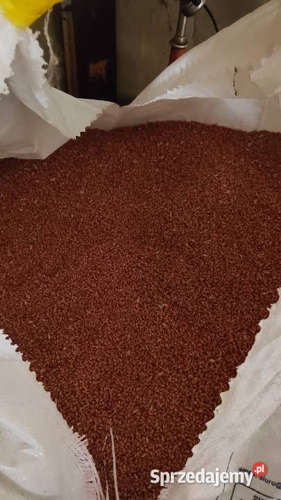 Pszenica Euforia zaprawiona do siewu Namysłów