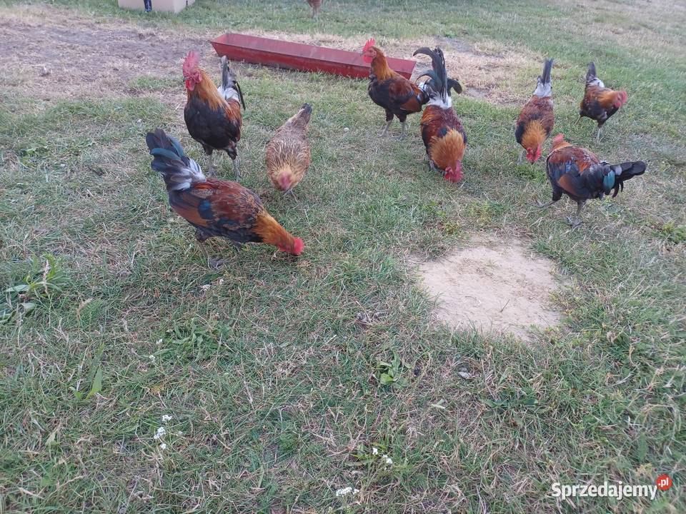 Karzelek Polski Maciejowice