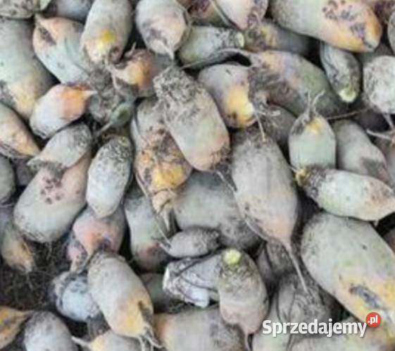 Buraki pastewne Rolnictwo podkarpackie Wola Rafałowska