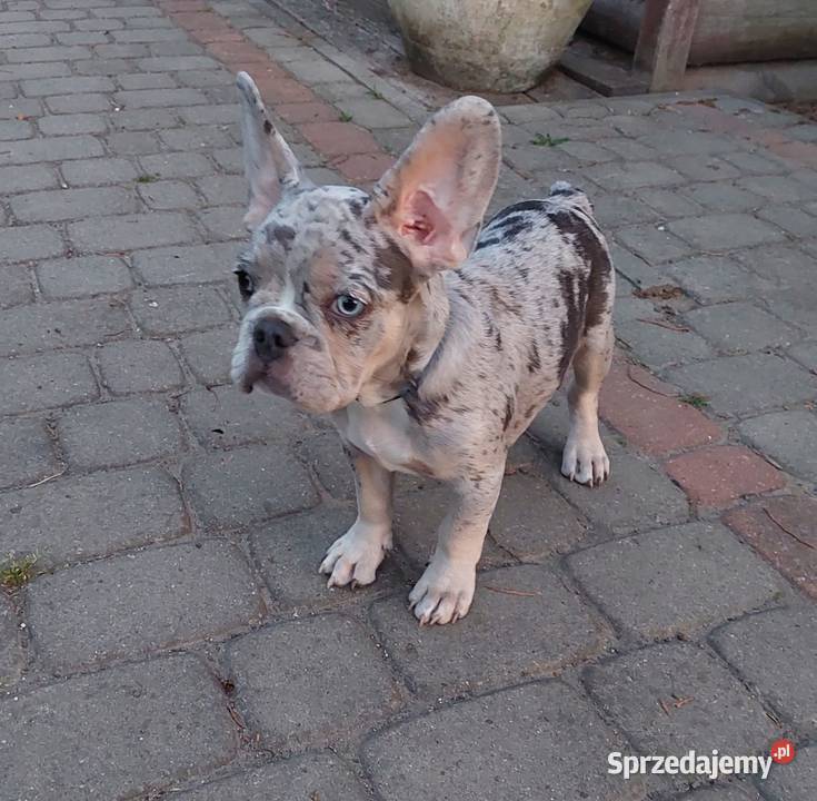 Buldog francuski szczeniaki