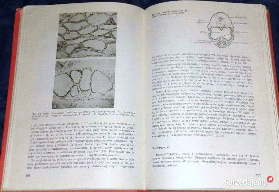 Endokrynologia ogólna C Donnell Turner Joseph T Chełm