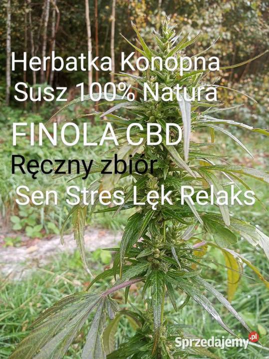 Herbata Konopna Susz Konopny FINOLA 100NATURA łódzkie Zduńska Wola