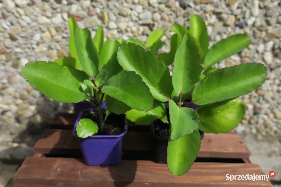 Żyworódka Pierzasta Kalanchoe Pinnata lecznicza Pruszków