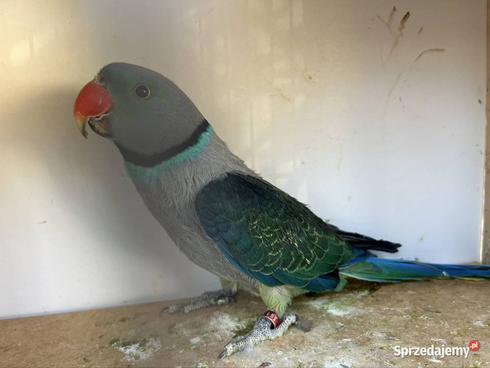 Aleksandretta Ptaki Zachowice