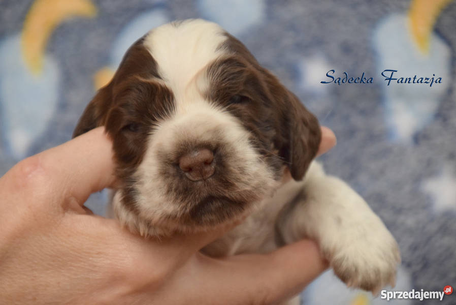 Cocker Spaniel Angielski Czekoladowe Dziewczynki Nowy Sącz sprzedam