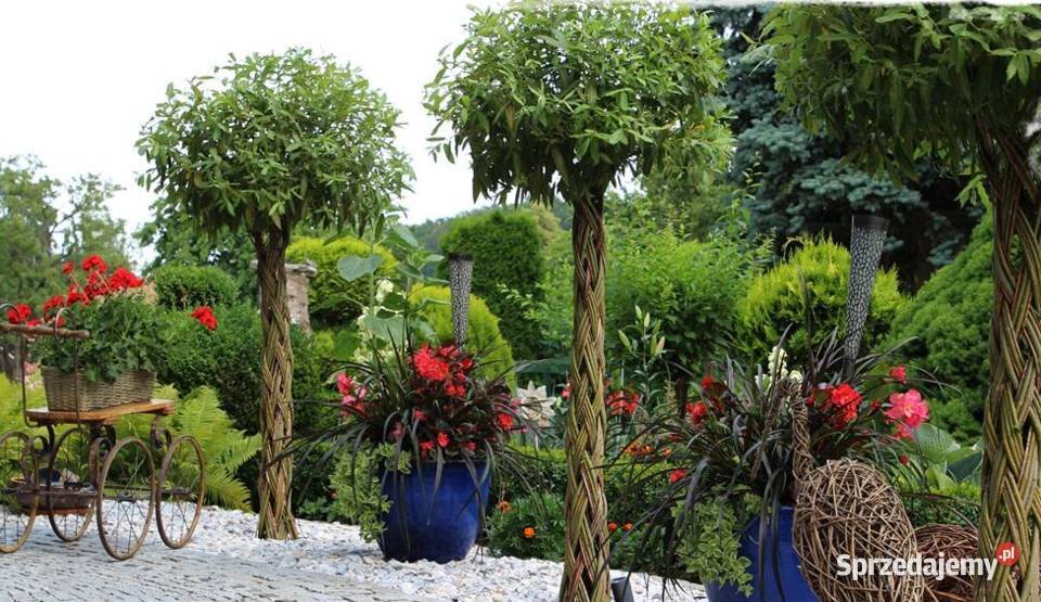 Wierzba pleciona SALIX Drzewko wiklinowe Żywe Gryfino