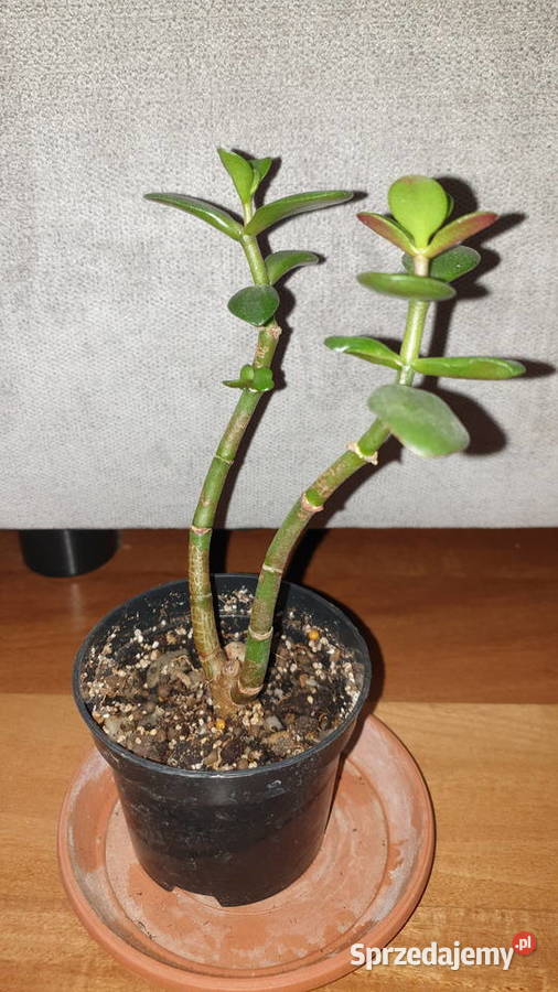 Grubosz drzewko szczęścia 2 Warszawa