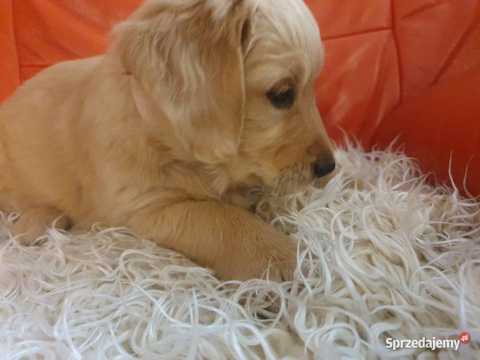 Golden Retriever /szczeniak /złoty piesek/gotowy do odbioru/ rodowód ZKPL