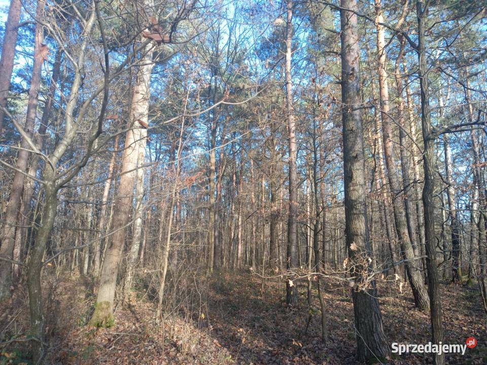 sprzedam las ponad 9 hektara podkarpackie podkarpackie Załuże sprzedam