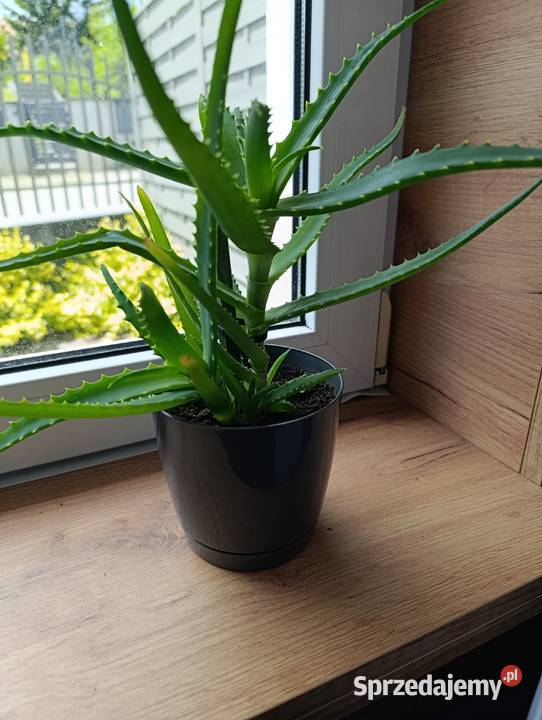 Aloes geranium anginka cytrynowiec