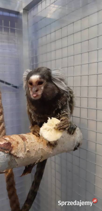 Marmozeta białoucha Kielce sprzedam