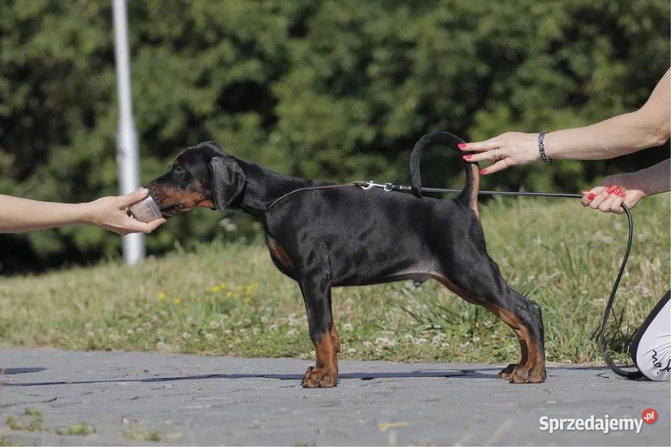 Wspaniałe szczenięta rasy doberman mazowieckie Warszawa