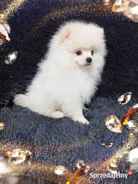 Marley White Boy Do odbioru POMERANIAN Rodowód Opole