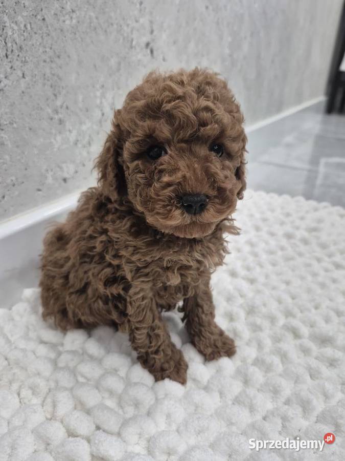 Pudel TOY Red Pozostałe lubelskie Kraśnik sprzedam