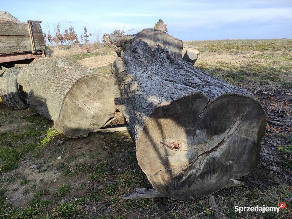 Lipa duże kłody Piaski