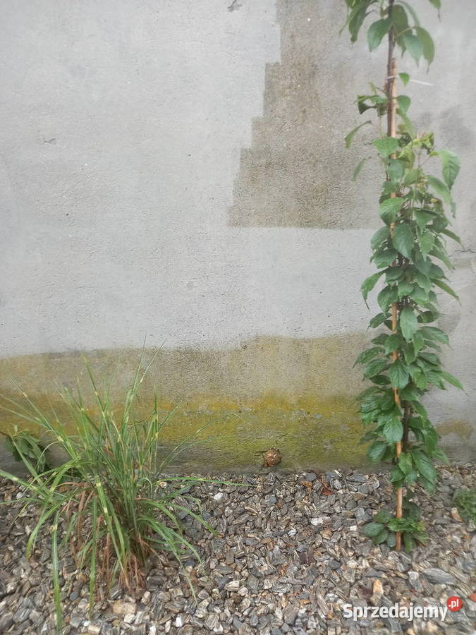 Mycie wysokociśnieniowe ceny Turek