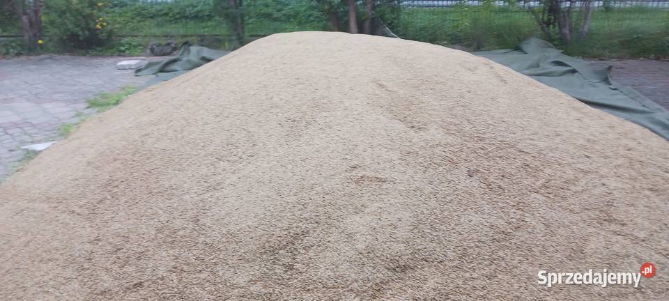 Owies sprzedam Solec-Zdrój