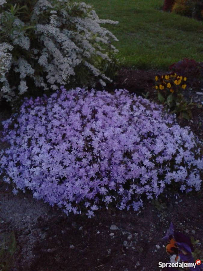 Sadzonki roślin ozdobnych Kozłówka
