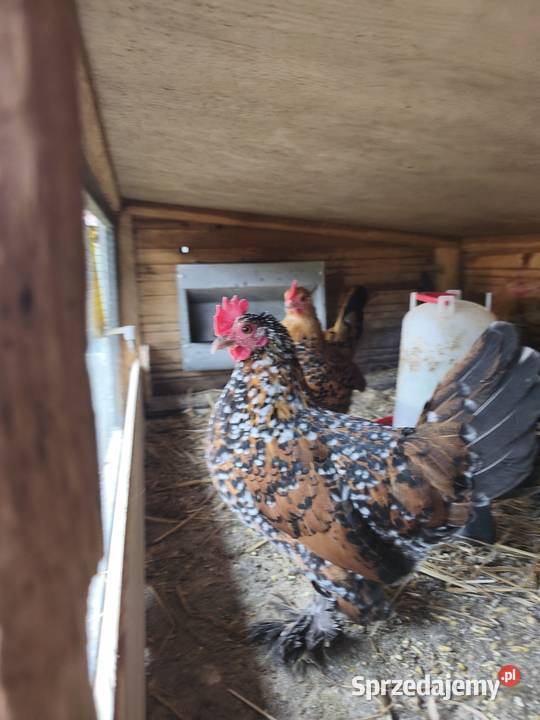 Jaja jajka lęgowe karzełka lapciatego 60zl 10 Wrocław