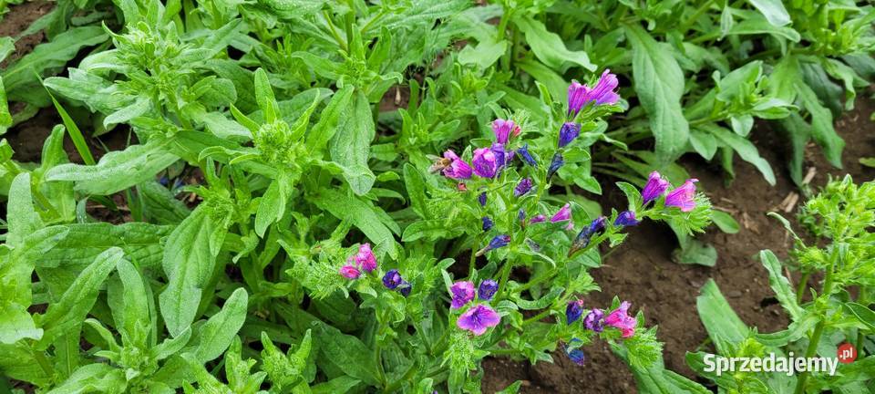 żmijowiec grecki jednoroczny roślina miododajna małopolskie Przybysławice