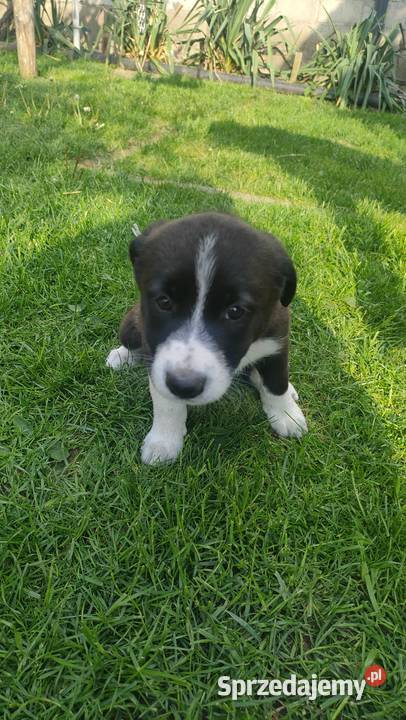 Szczeniaki border collie Pozostałe łódzkie Tomaszów Mazowiecki