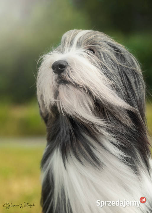 Bearded Collie FCI szczenięta Pozostałe