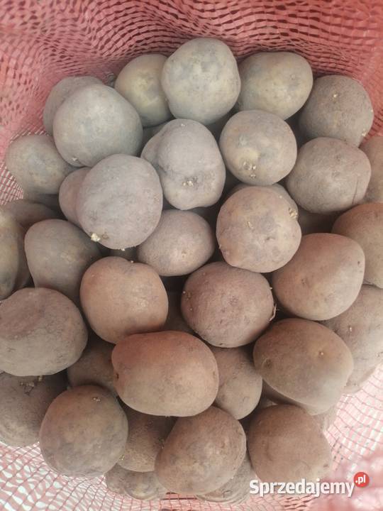 Ziemniaki sadzeniaki żółte Vineta Ornatowice sprzedam