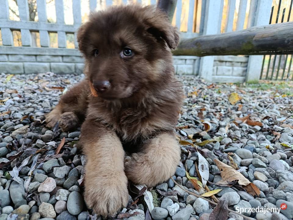 Owczarek Niemiecki Józefów Witowicki