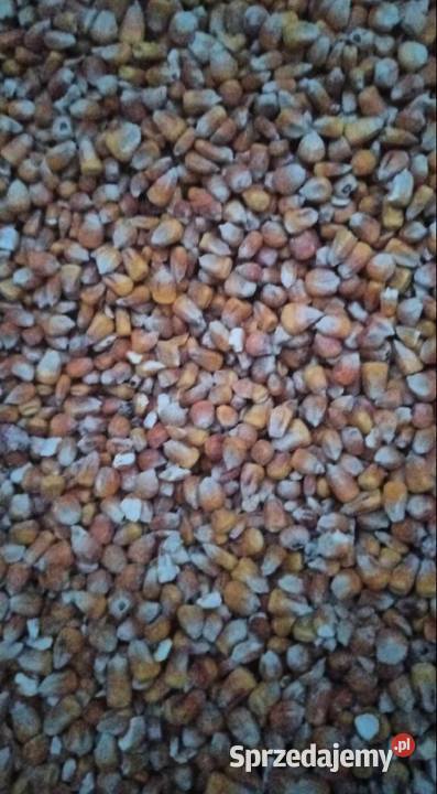 Kukurydza sucha suszona 100 ton Paprotnia