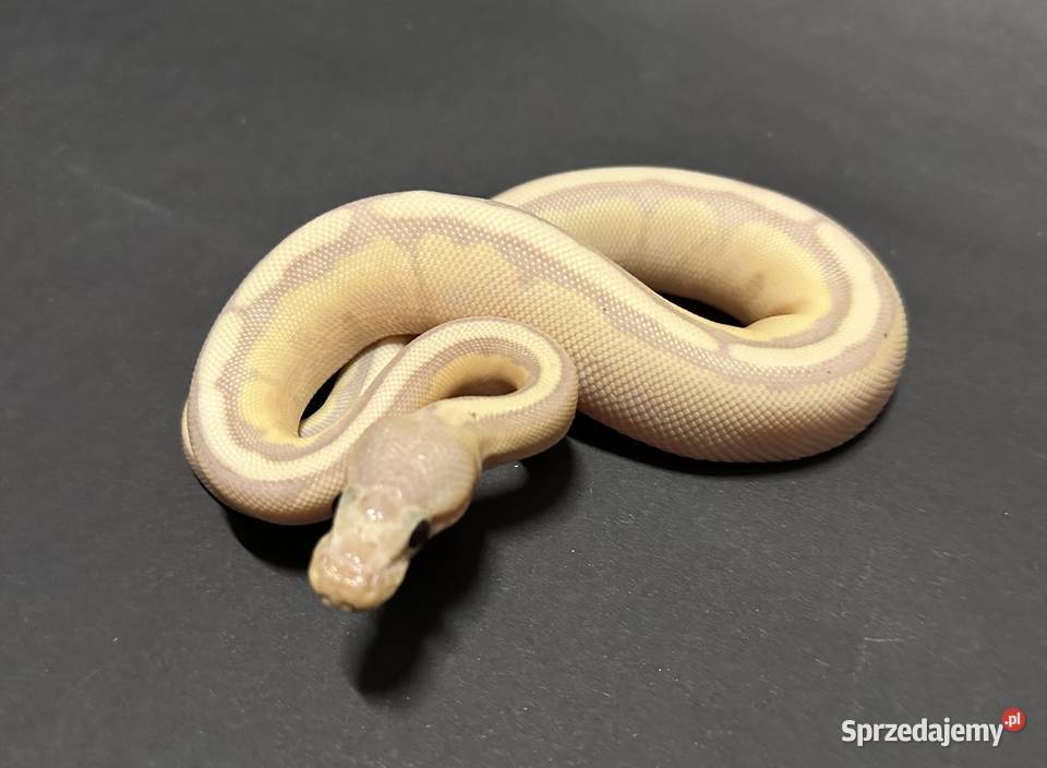 Banana Enchi Genetic Stripe Bydgoszcz