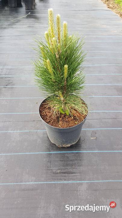 Sosna bośniacka drobnokwiatowa górska Rośliny Simoradz