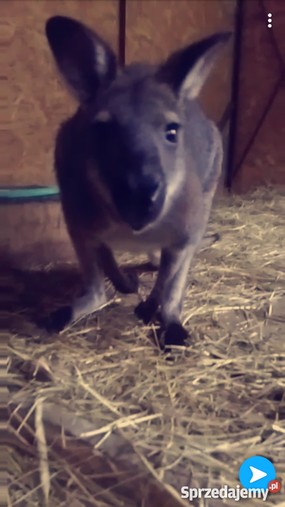 Kangur walabia Bennett walabie kangury małopolskie Kraków