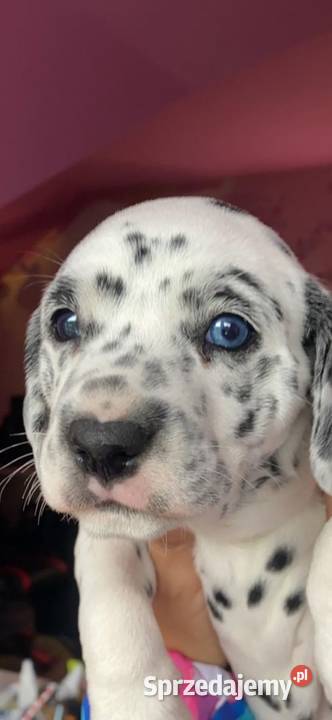 Dalmatyńczyk Dalmatyńczyki Szczeniaki Józefów sprzedam