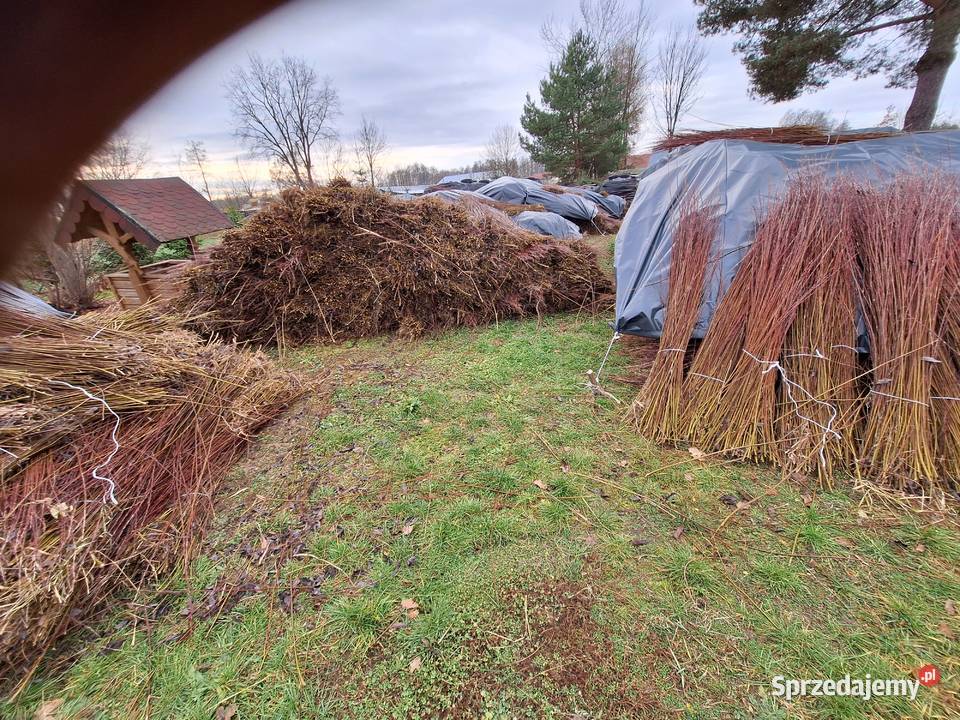 Wiklina zielona wykoszona niesortowana Leżajsk sprzedam