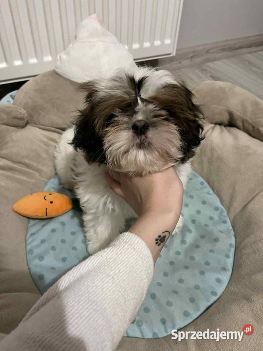 Piesek ShihTzu Mokrsko