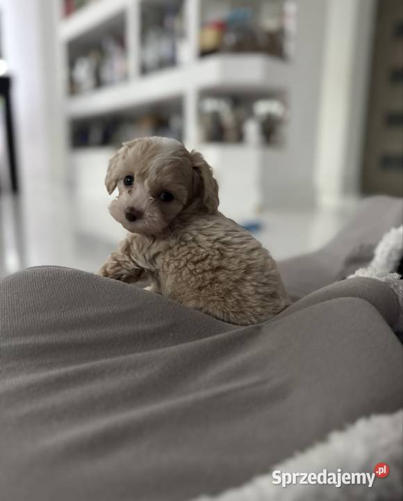 Maltipoo maleńka dziewczynka gotowa do odbioru małopolskie Wadowice